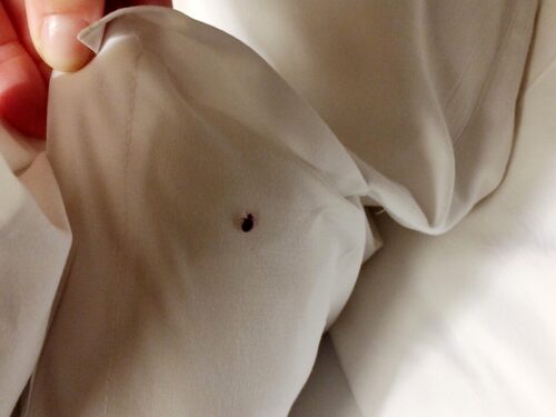 CONVENZIONE PER TRATTAMENTI CONTRO CIMICI DA LETTO