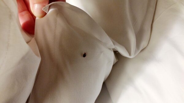 CONVENZIONE PER TRATTAMENTI CONTRO CIMICI DA LETTO